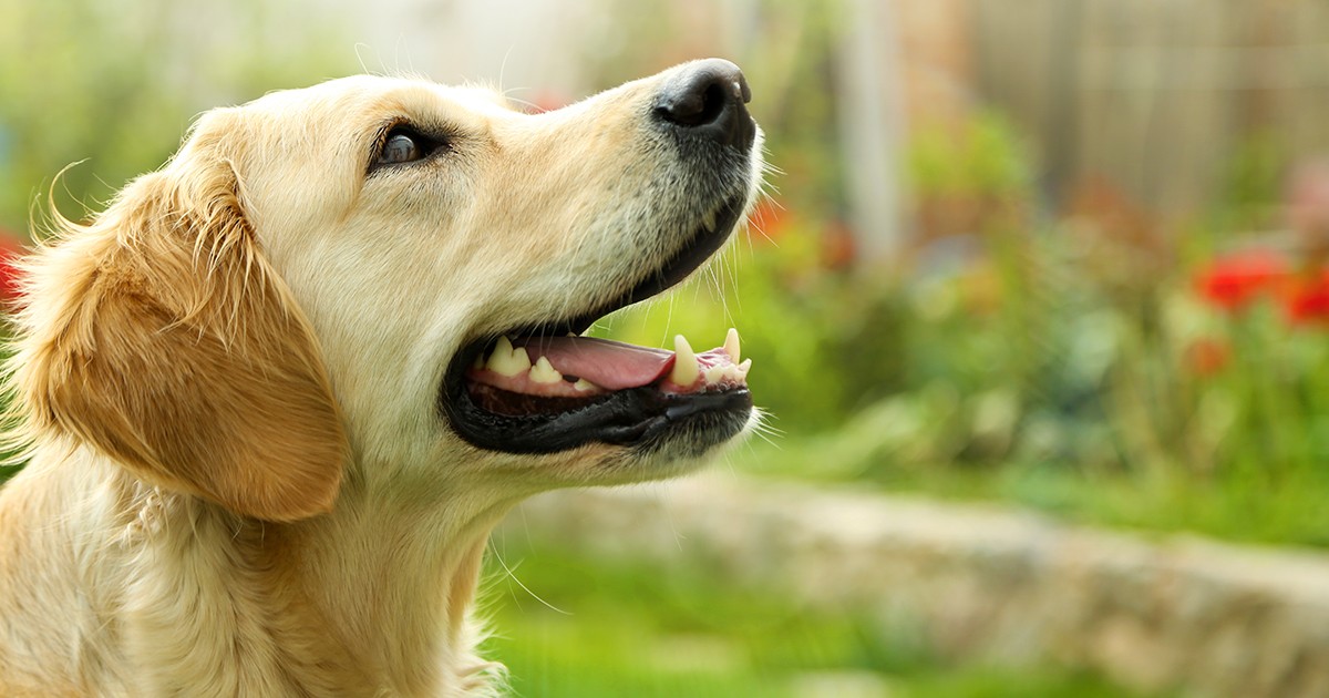 The Golden (Retriever) Rule for Clear Communication - Taft Communications